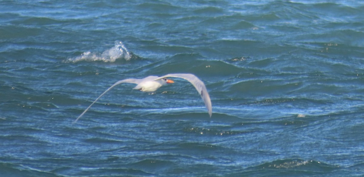 rybák královský - ML652449534