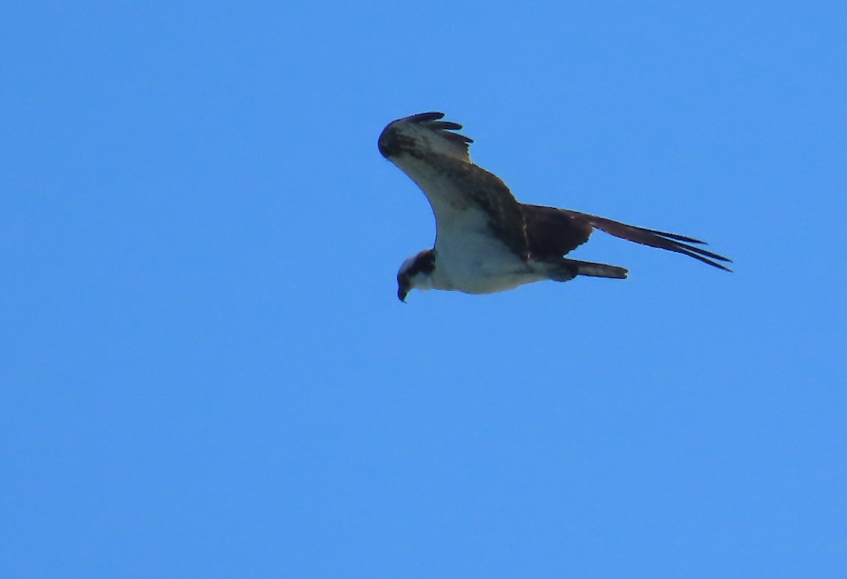 orlovec říční - ML652449596