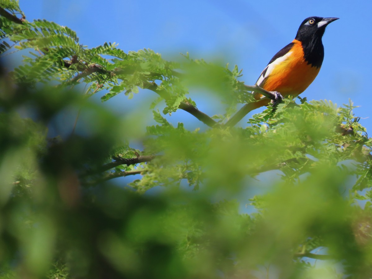 Venezuelan Troupial - ML652449615