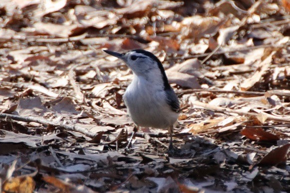 White-breasted Nuthatch - ML652449722