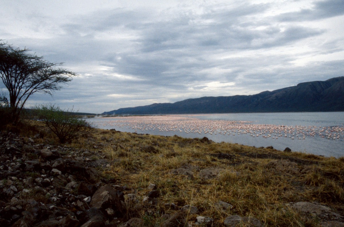 Lesser Flamingo - ML652449760