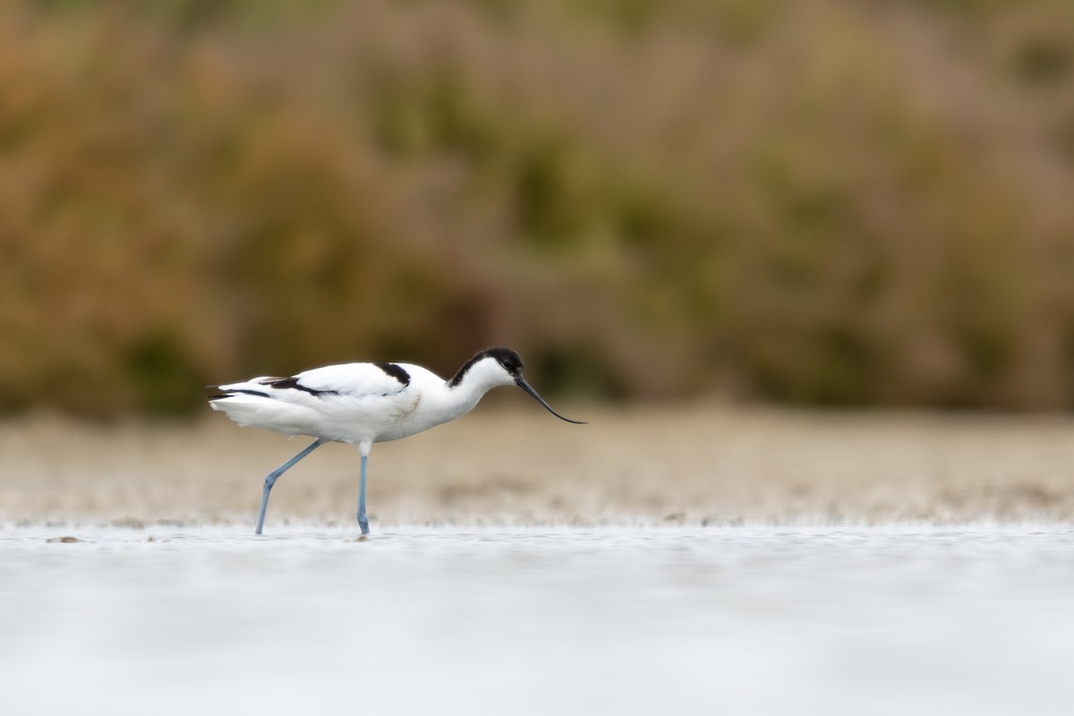 Abozeta kaskabeltza - ML652449804