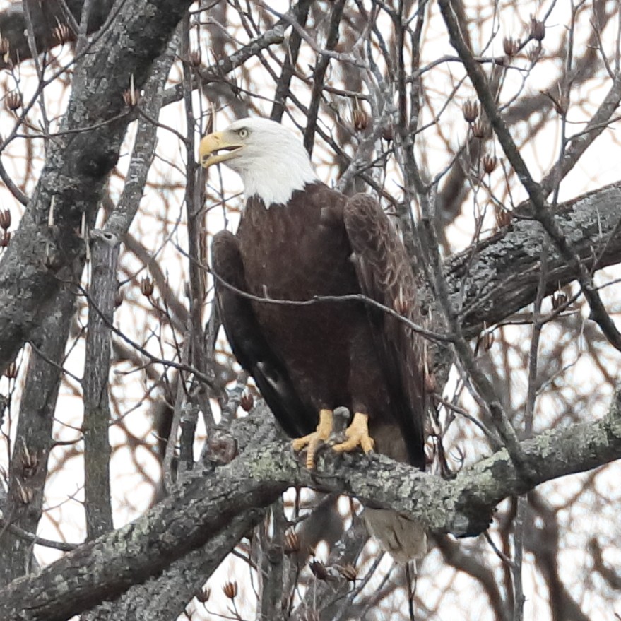 Bald Eagle - ML652449834