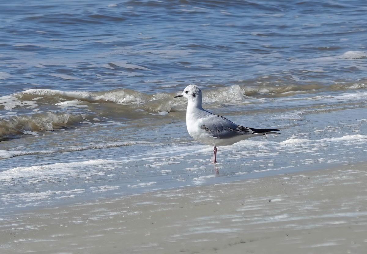 kanadahettemåke - ML652449919