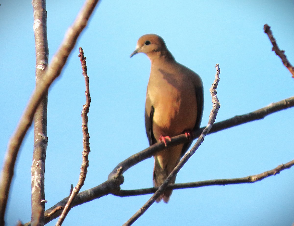 Zenaida arrunta - ML652450076