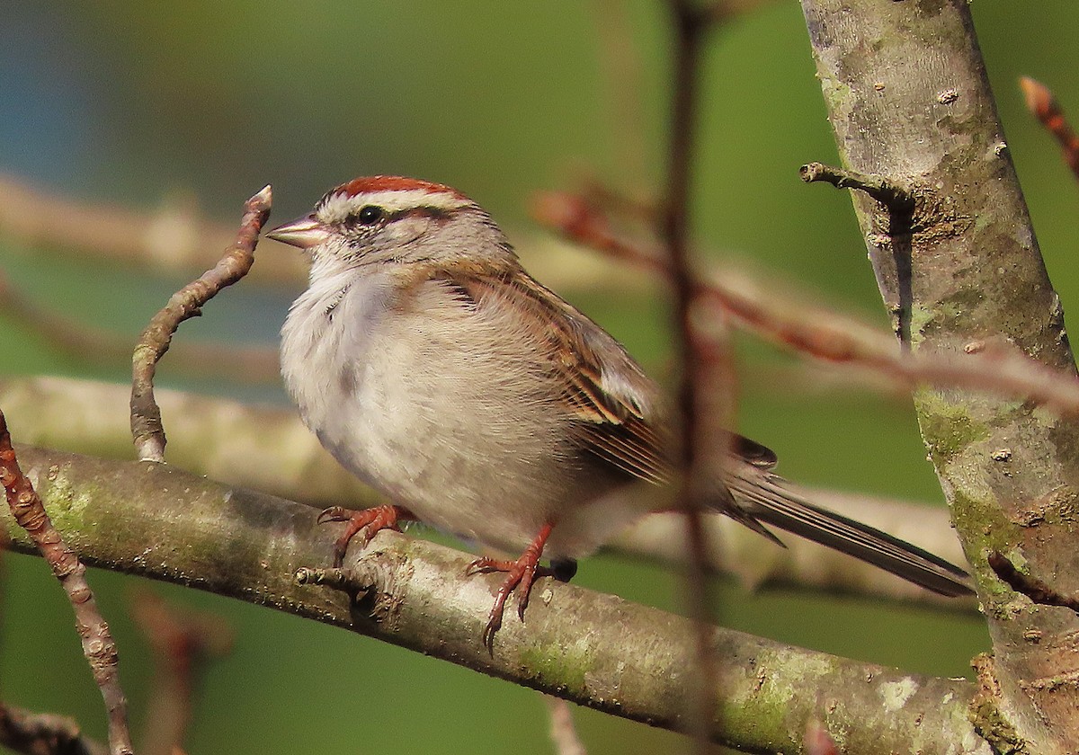Chipping Sparrow - ML652450096