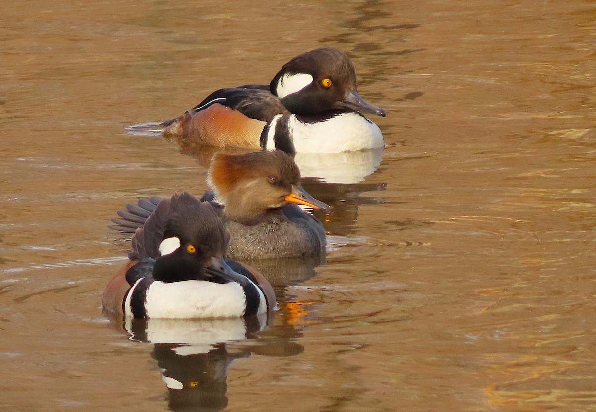 Zerra buruhandia - ML652450102