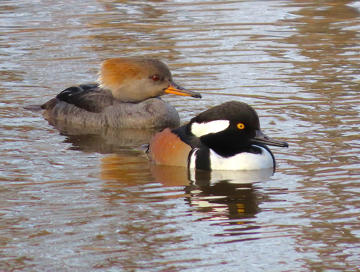 Zerra buruhandia - ML652450103