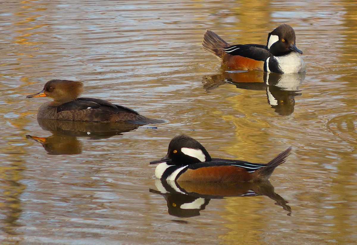 Zerra buruhandia - ML652450104