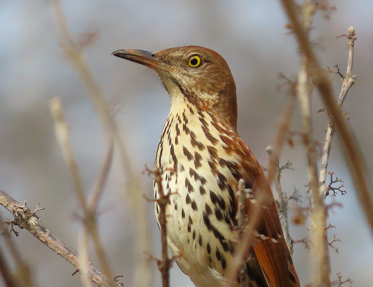 Kuitlakotxe gorrizta - ML652450192