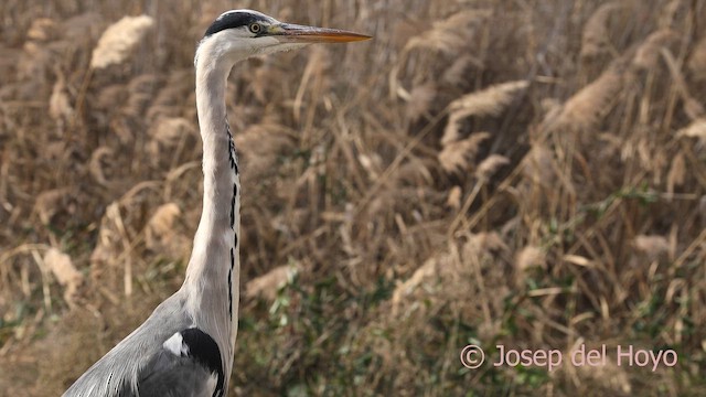 蒼鷺 - ML652450251