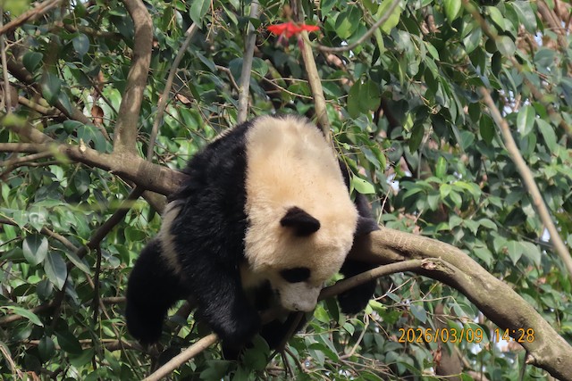 成都大熊猫繁育研究基地 (Chengdu Research Base of Giant Panda