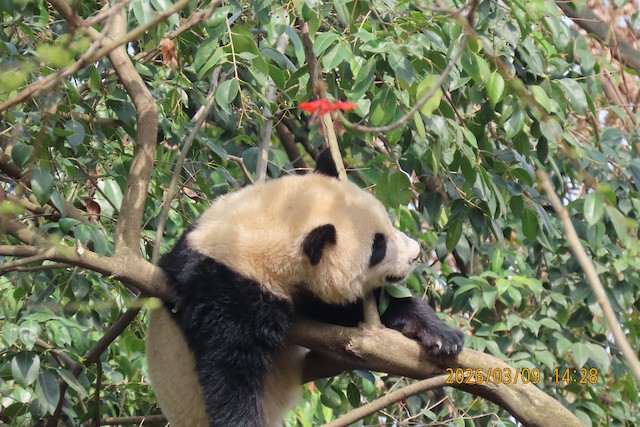成都大熊猫繁育研究基地(Chengdu Research Base of Giant Panda