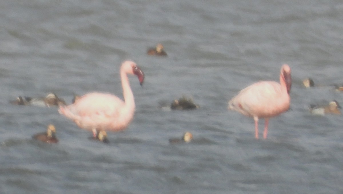 Lesser Flamingo - ML652450727