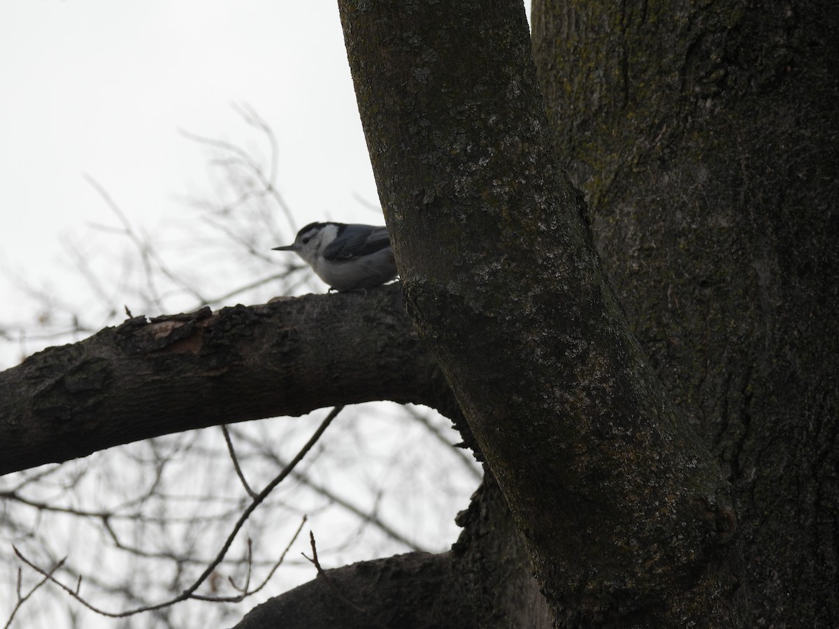 White-breasted Nuthatch - ML652450740