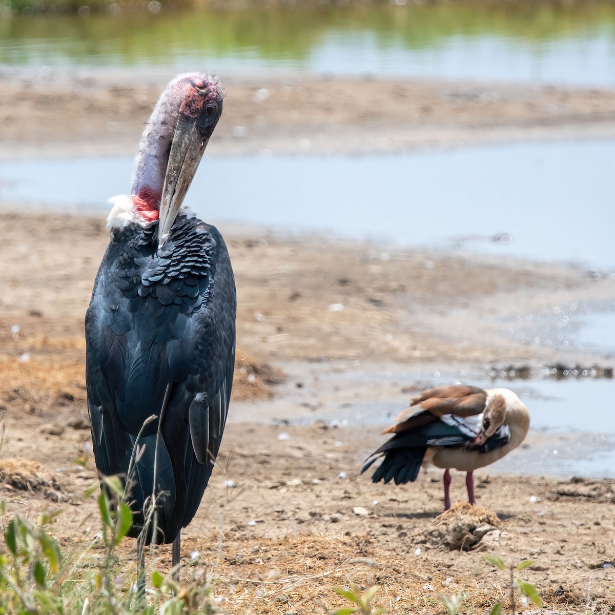 Marabou Stork - ML652450831