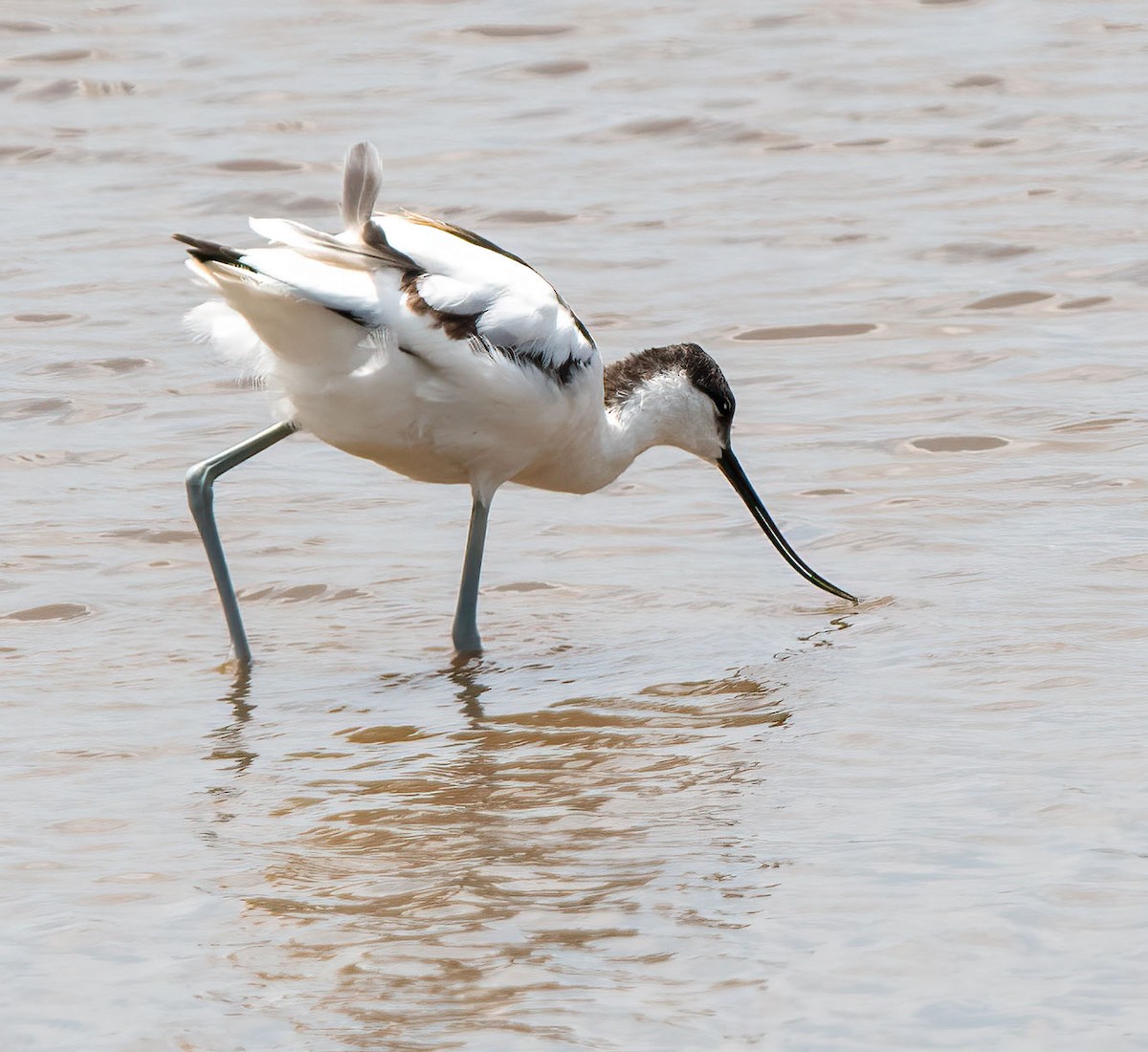 Abozeta kaskabeltza - ML652450965