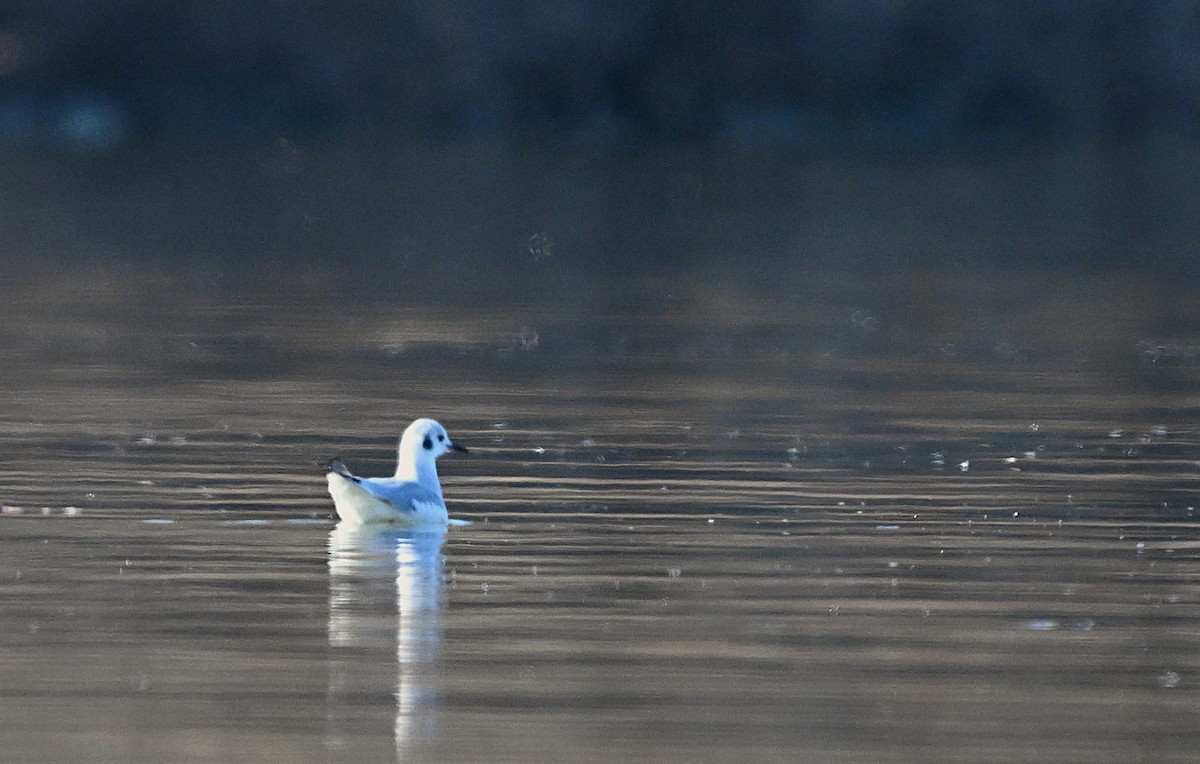 kanadahettemåke - ML652451387