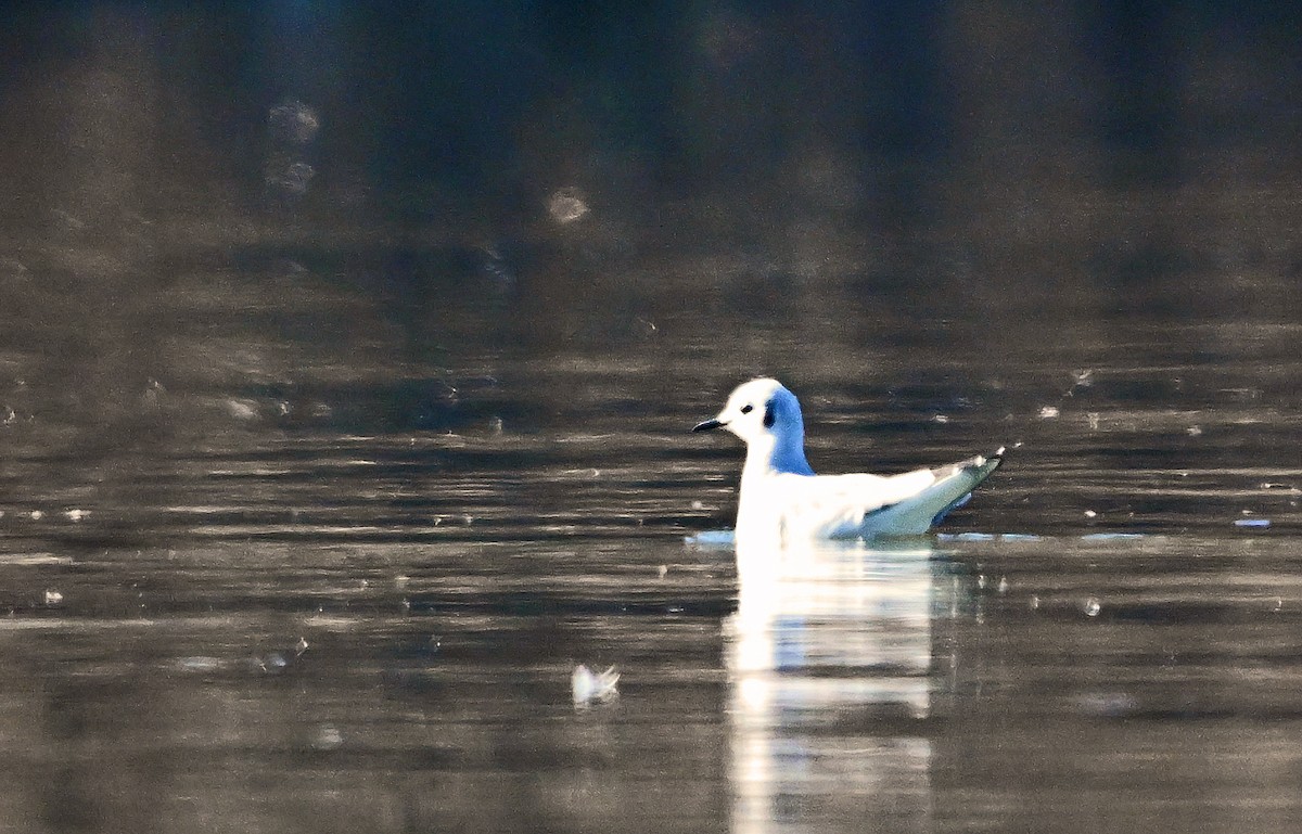 kanadahettemåke - ML652451388