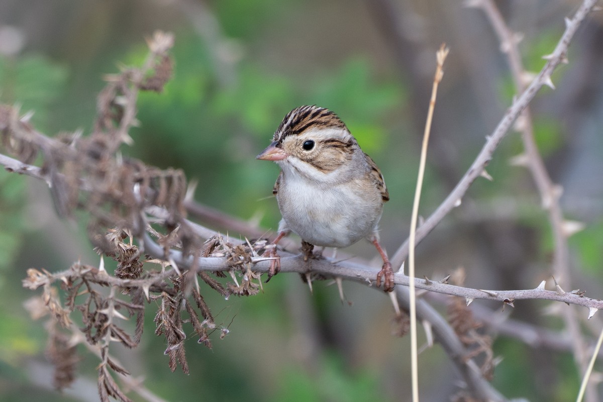 ウスヒメドリ - ML652451424