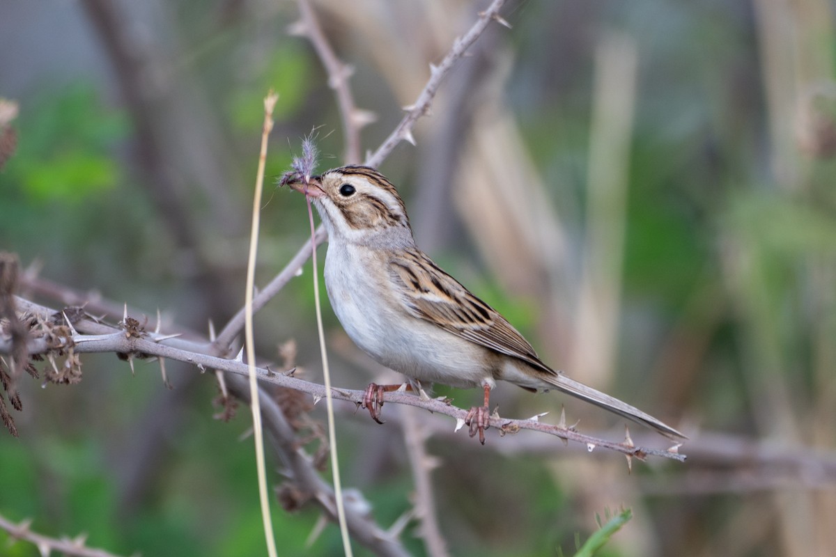 ウスヒメドリ - ML652451432