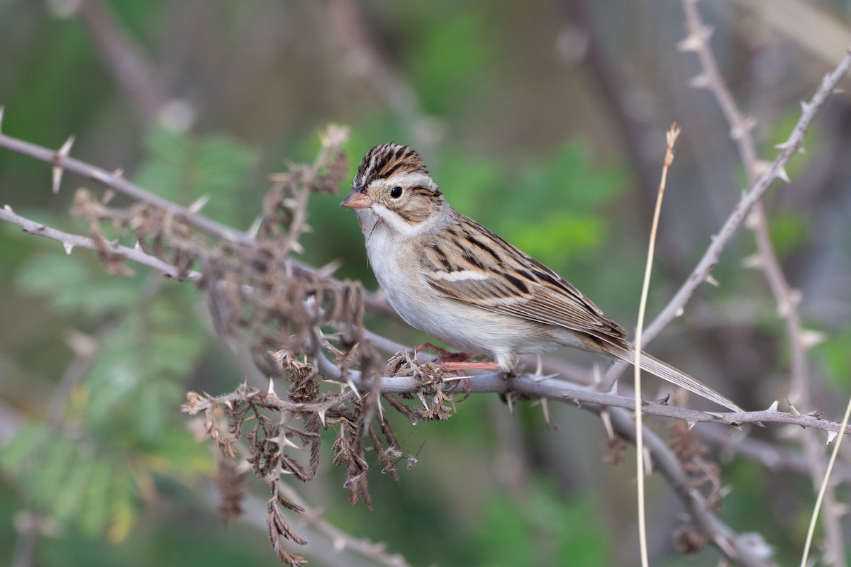 ウスヒメドリ - ML652451442