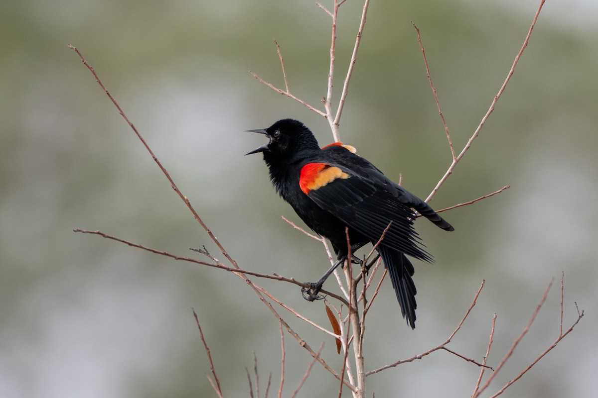 ハゴロモガラス - ML652451451