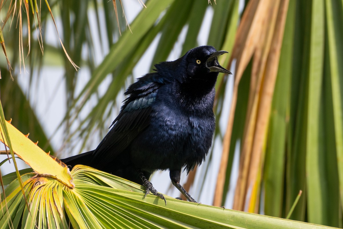 オナガクロムクドリモドキ - ML652451459