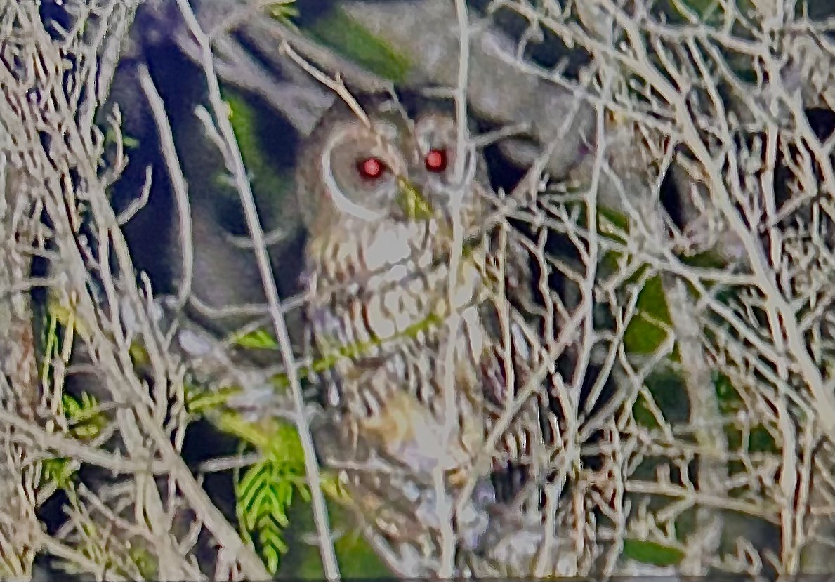 demonugle - ML652451656