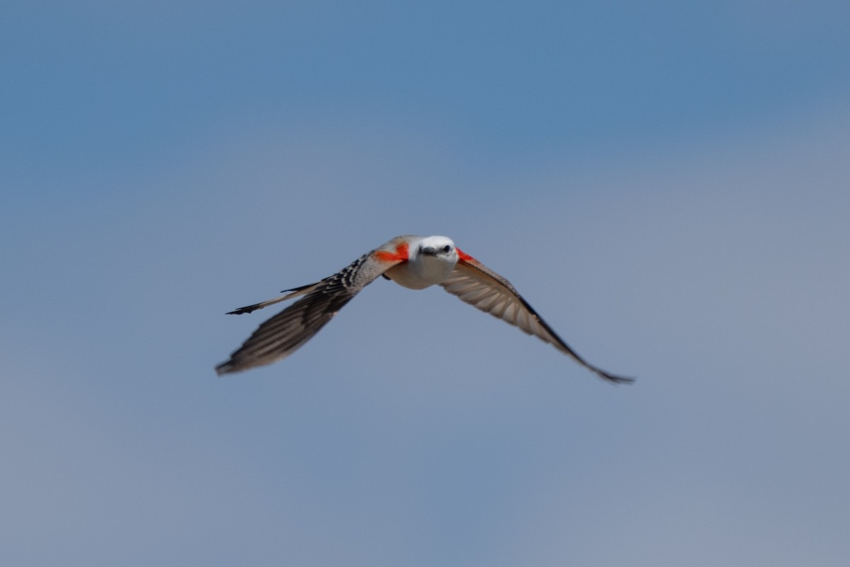 エンビタイランチョウ - ML652451779