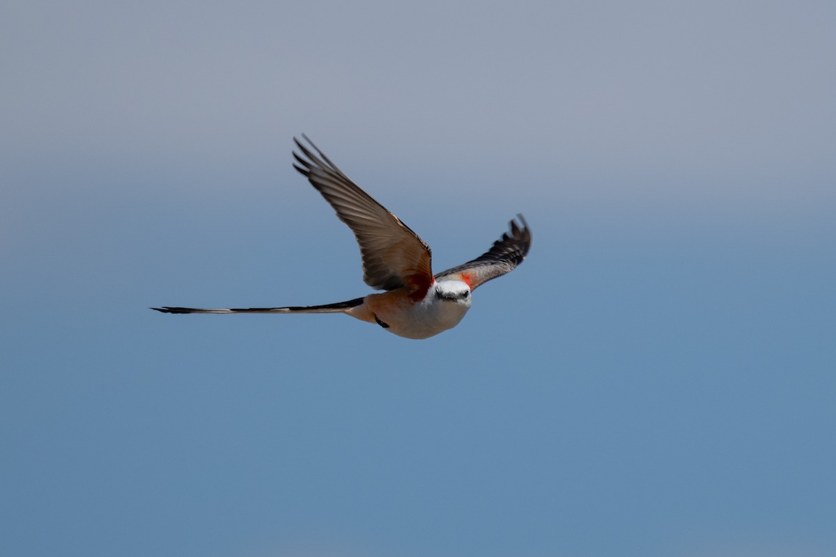 エンビタイランチョウ - ML652451819