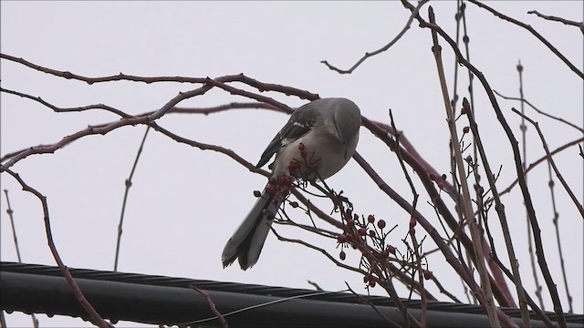 Northern Mockingbird - ML652451826