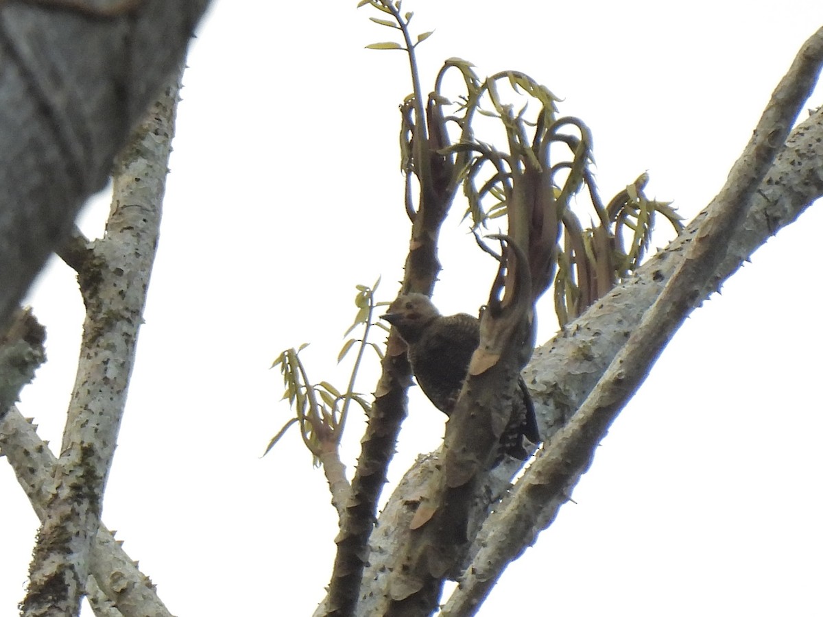 ヒメカレハゲラ - ML652452273