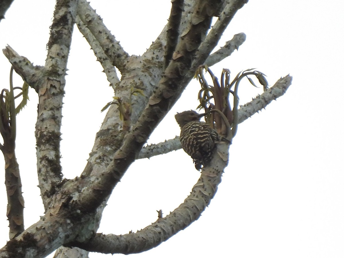 ヒメカレハゲラ - ML652452274