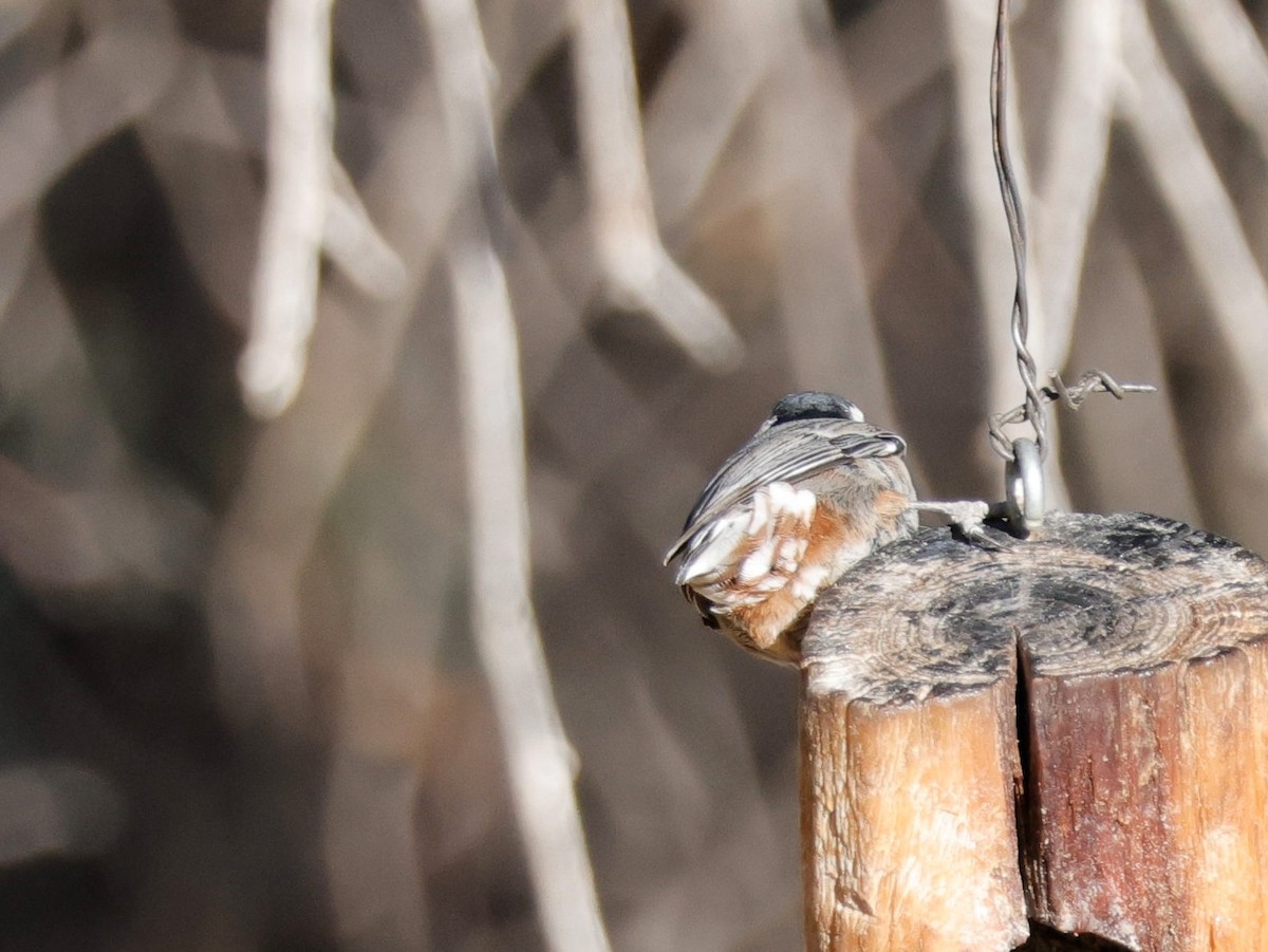 White-breasted Nuthatch - ML652452708