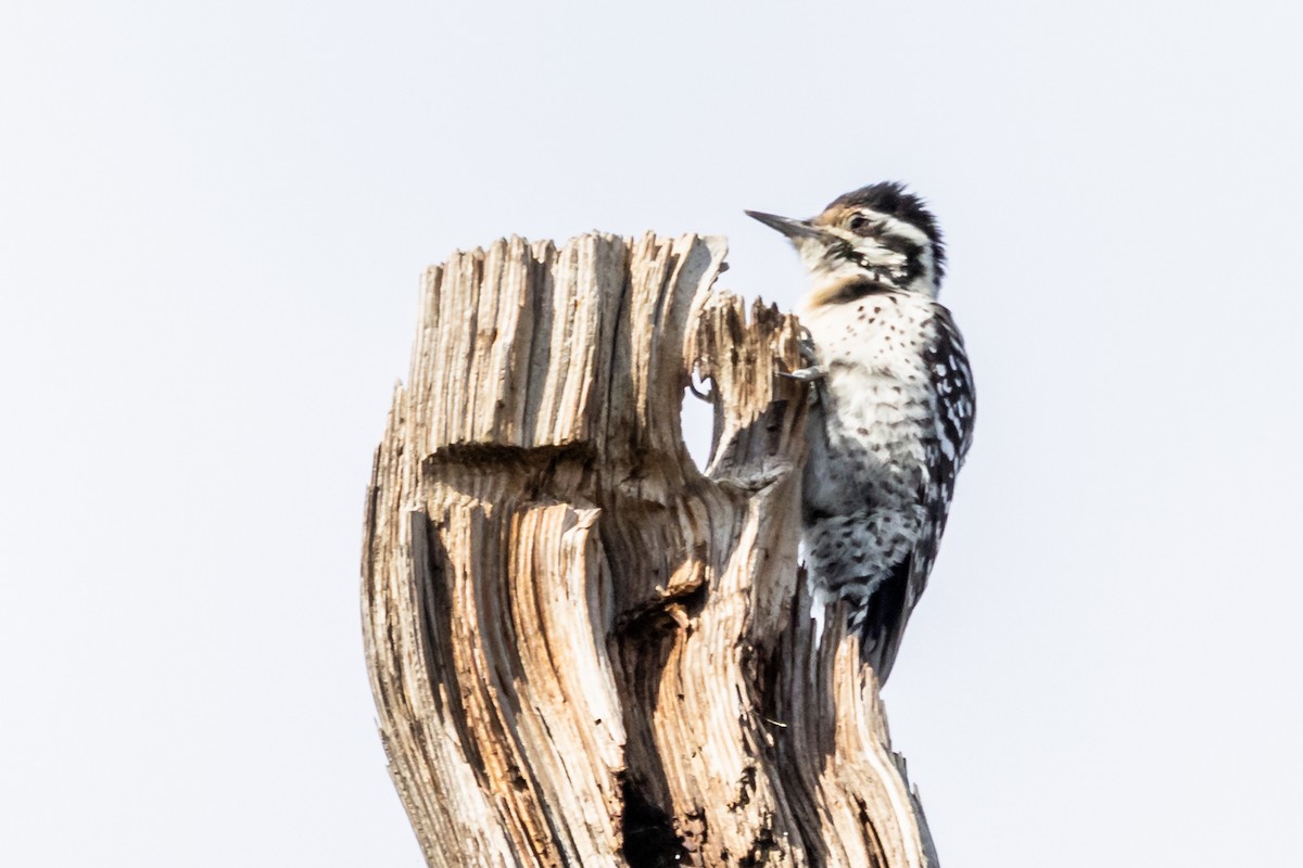 Ladder-backed Woodpecker - ML652452812