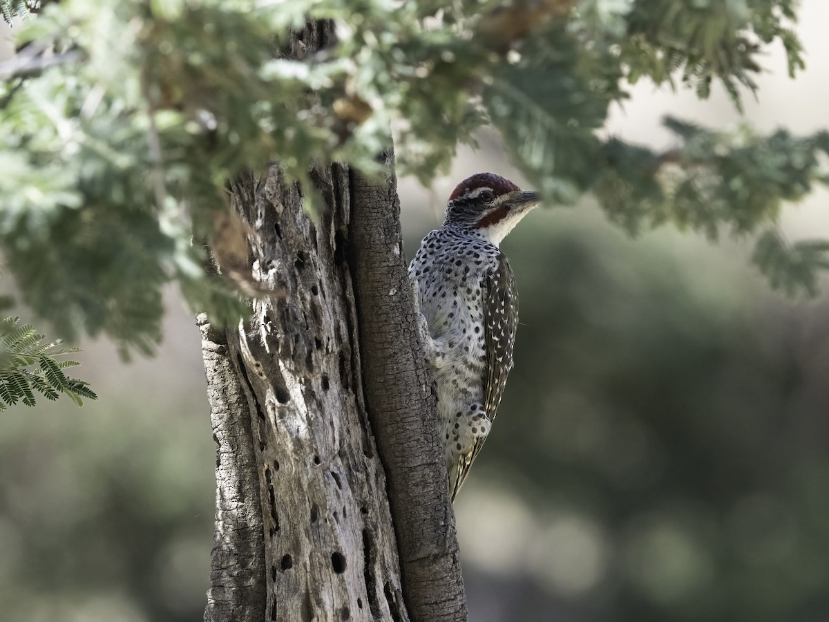Nubian Woodpecker - ML652452815