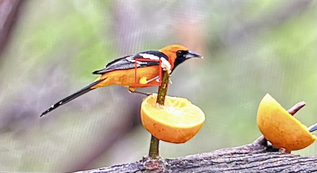 palmetrupial - ML652452828