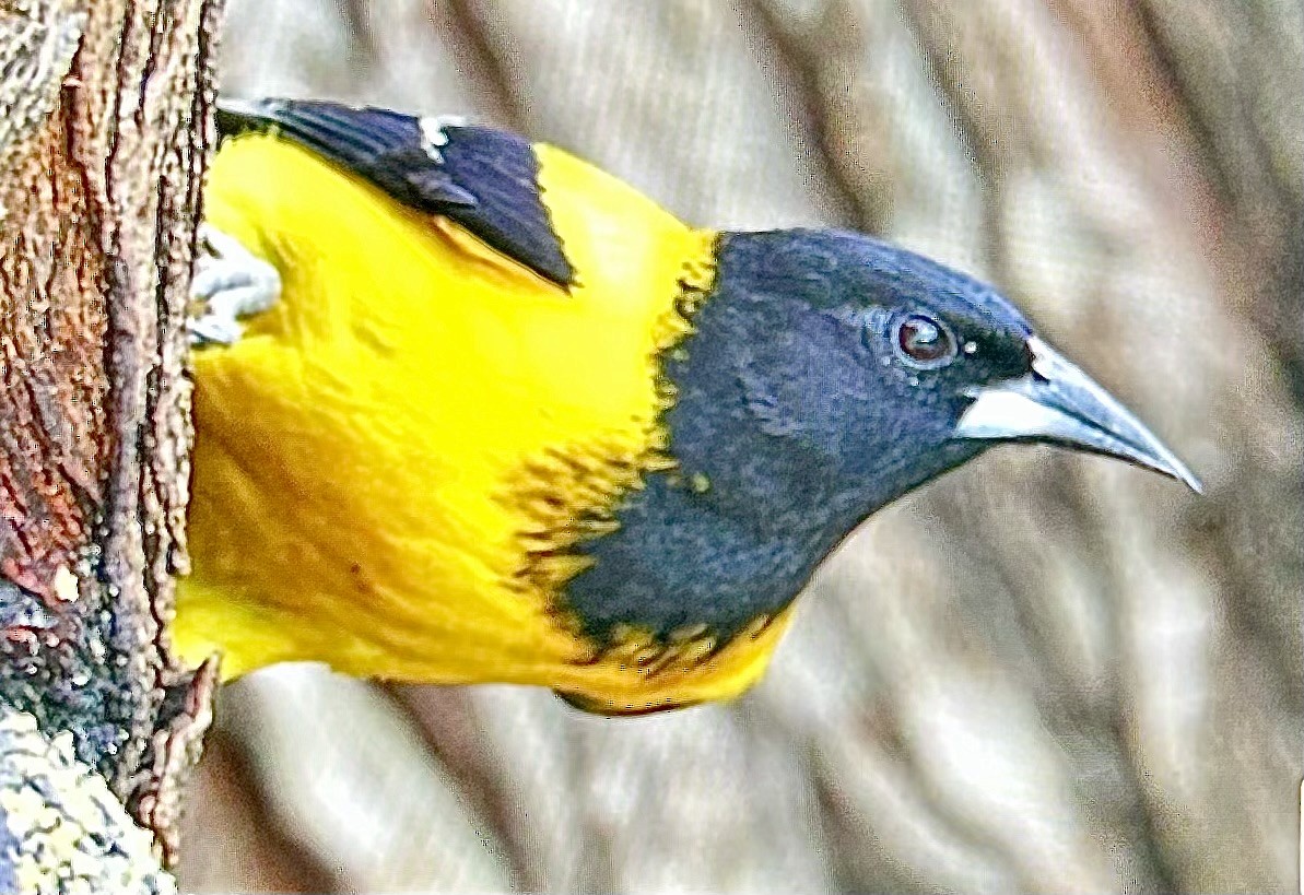 sitrontrupial (graduacauda/audubonii) - ML652452836