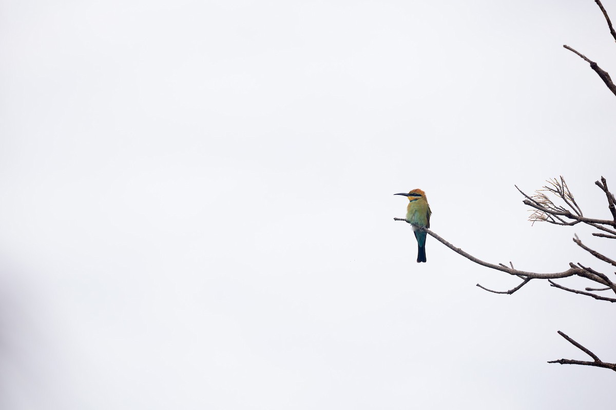 彩虹蜂虎 - ML652452847