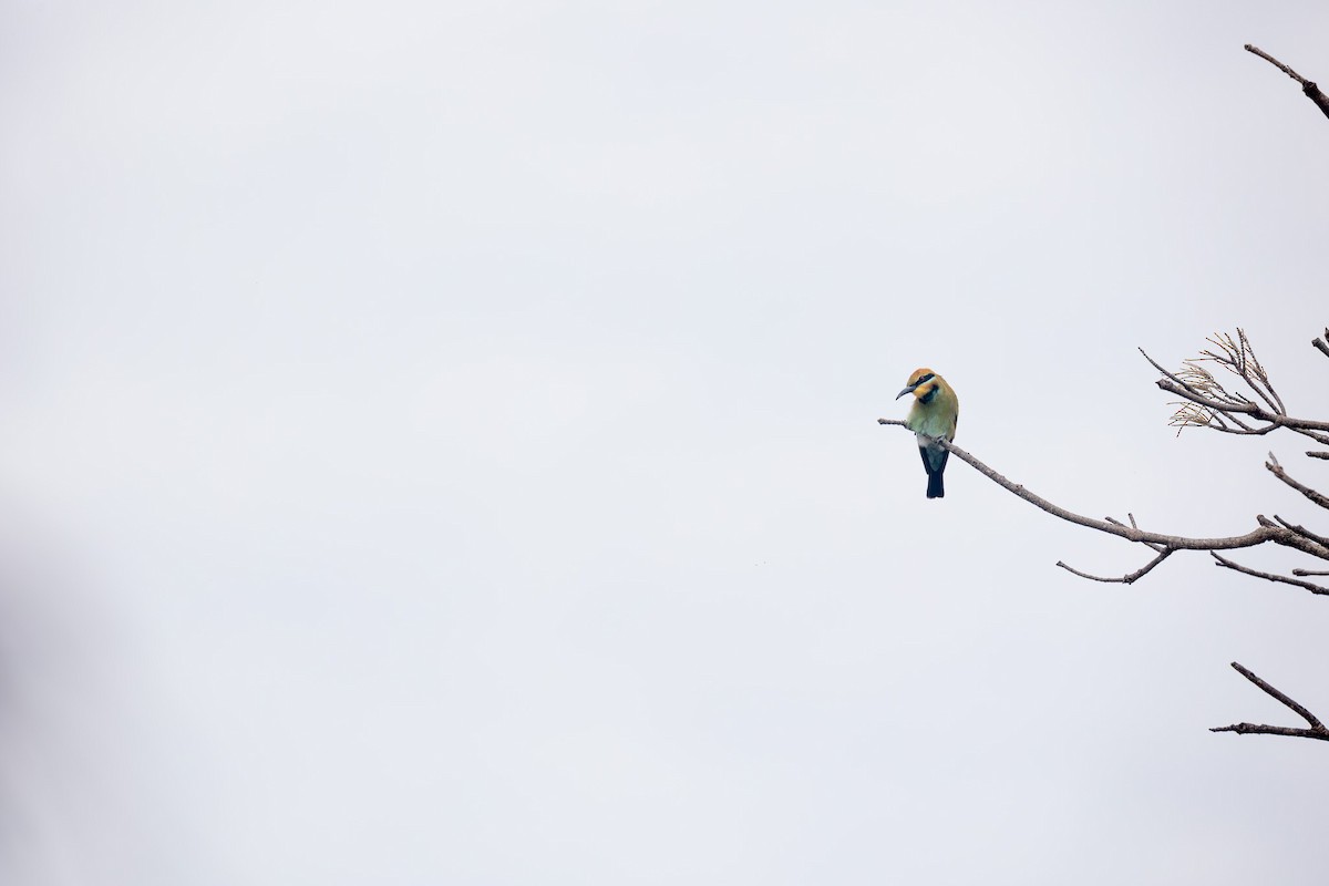 彩虹蜂虎 - ML652452848