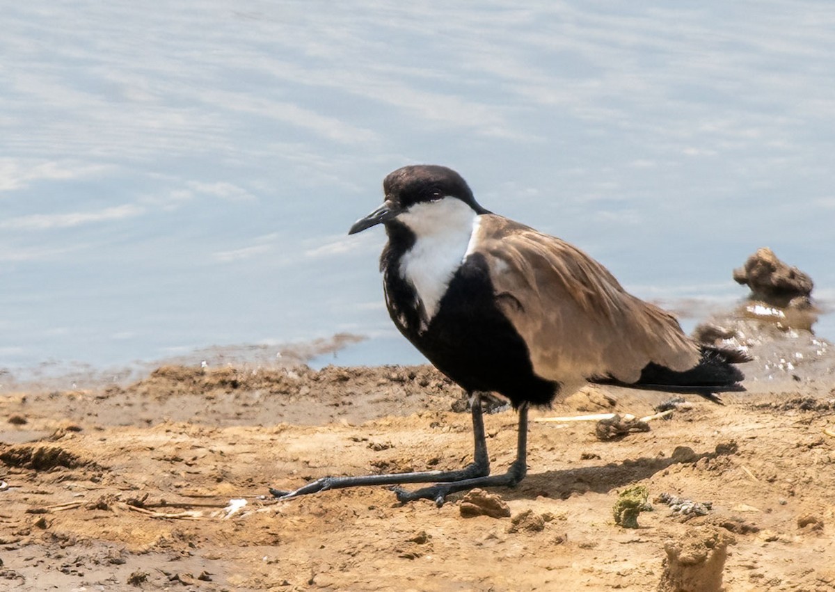 Pavoncella armata - ML652452857