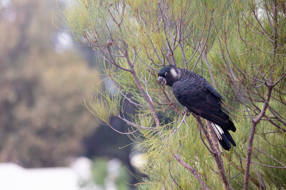 Carnaby's Black-Cockatoo - ML652452878