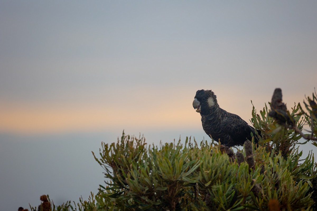 Carnaby's Black-Cockatoo - ML652452879