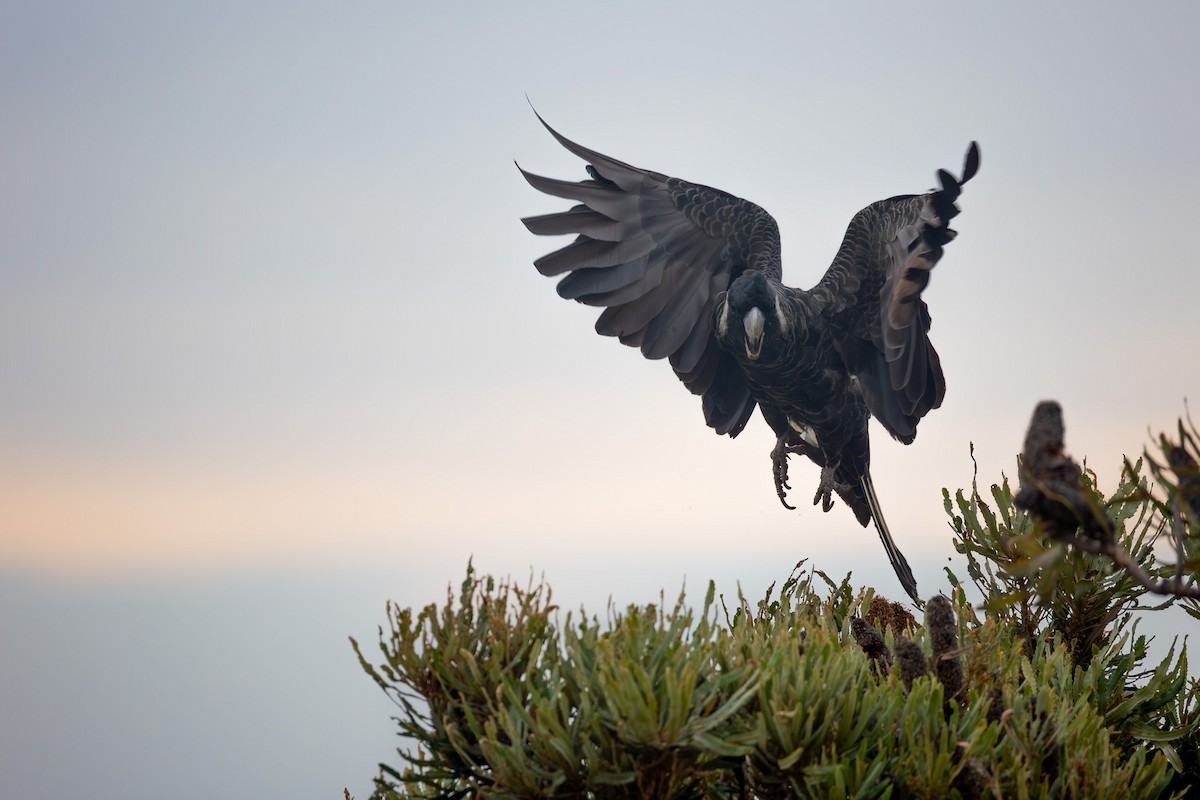 Carnaby's Black-Cockatoo - ML652452880