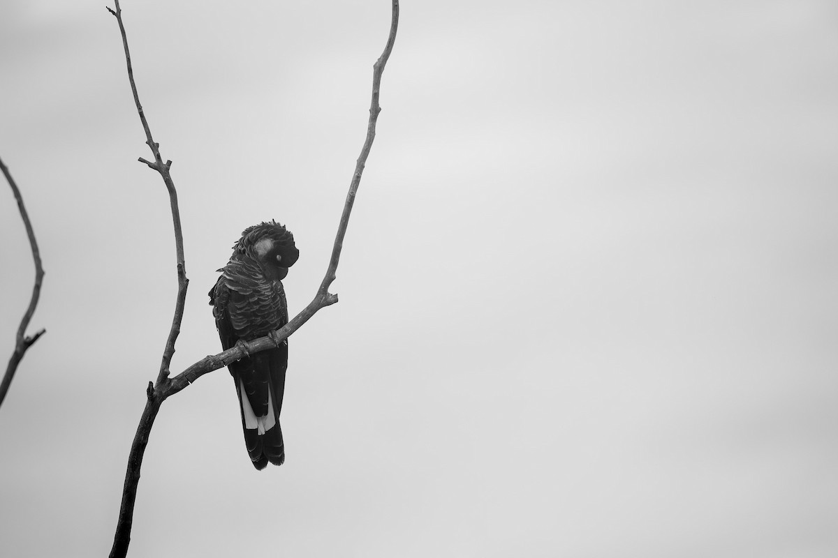 Carnaby's Black-Cockatoo - ML652452881