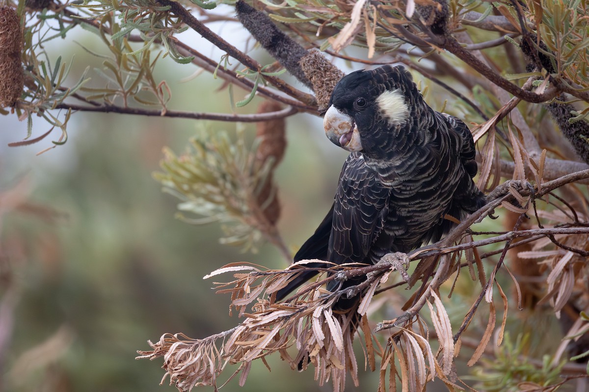 Carnaby's Black-Cockatoo - ML652452882