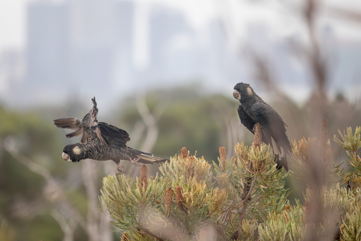 Carnaby's Black-Cockatoo - ML652452883