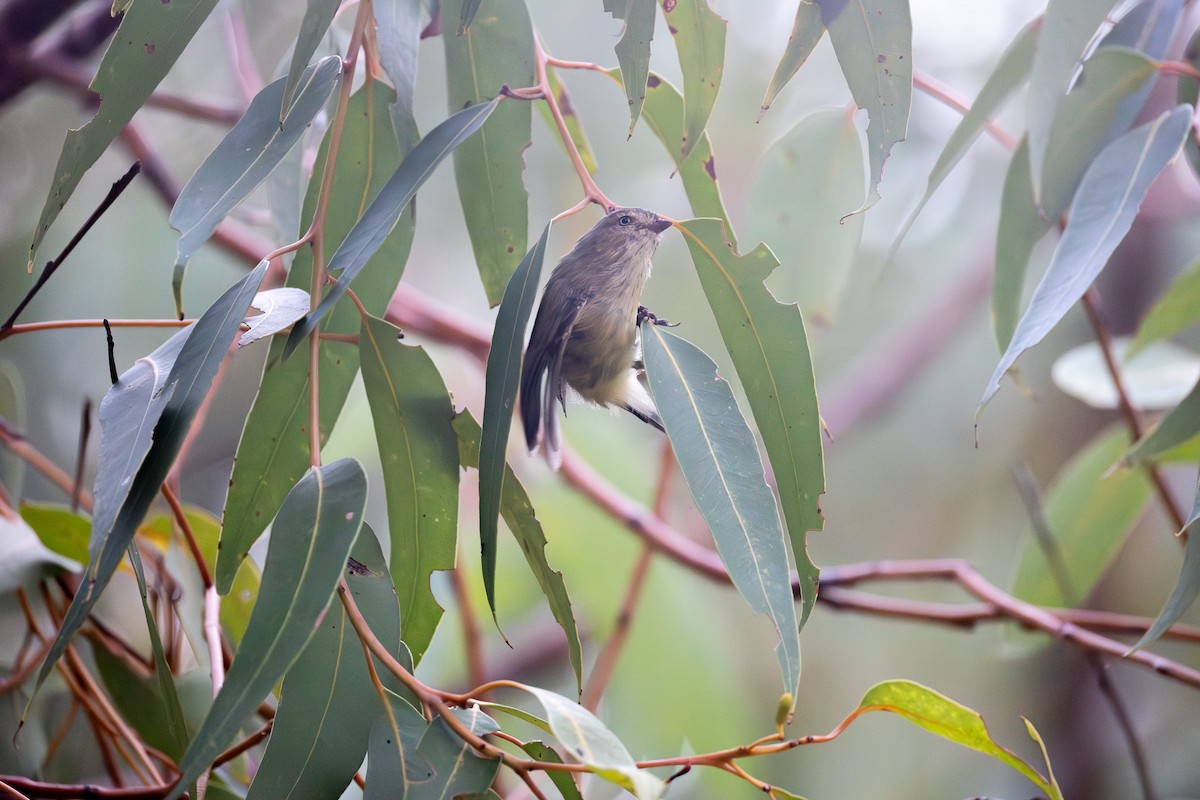 Weebill - ML652452896