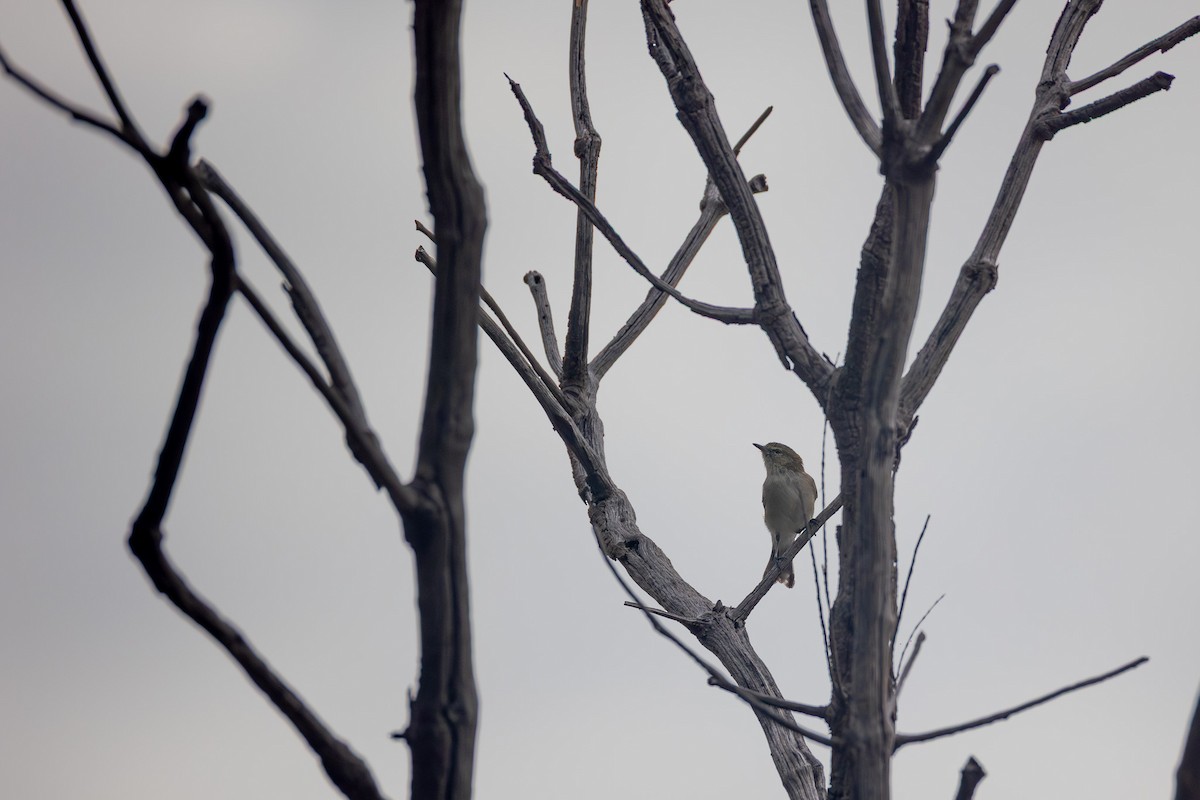 Western Gerygone - ML652452899